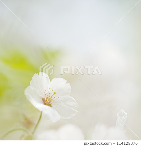 Beautiful Soy Yoshino Beautiful Soy Yoshino 114129376