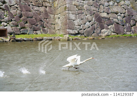 Herons playing in the moat of a moat Herons playing in the moat of a moat 114129387