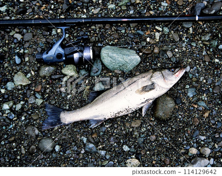 Fukko 被誘餌捕獲 114129642