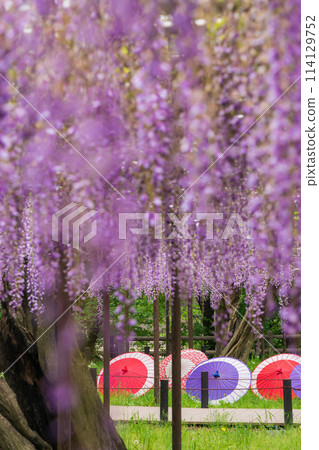 春天的岡崎公園、五萬國富士盛開(愛知縣岡崎市) 春天的岡崎公園、五萬國富士盛開(愛知縣岡崎市) 114129752