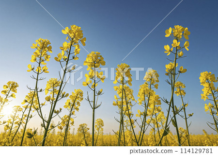 仰拍視角特寫藍天下的油菜花 114129781