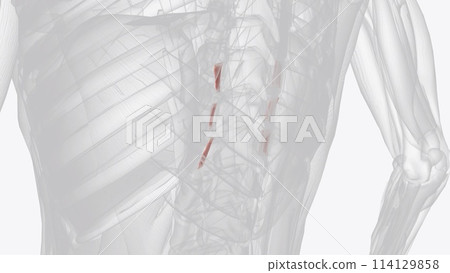 The intertransversarii are a set of deep muscles of the back 114129858