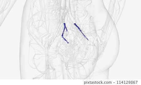 The internal iliac vein (IIV) represents the union of veins and venous plexuses draining the pelvic viscera, pelvic wall, external genitalia The internal iliac vein (IIV) represents the union of veins and venous plexuses draining the pelvic viscera, pelvic wall, external genitalia 114129867