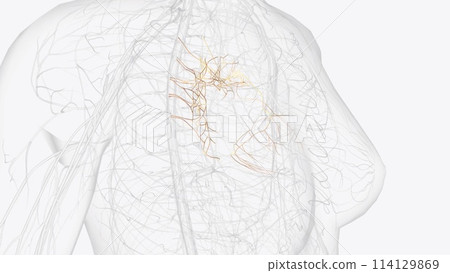 The deep cardiac plexus is an anatomical division of the cardiac plexus The deep cardiac plexus is an anatomical division of the cardiac plexus 114129869