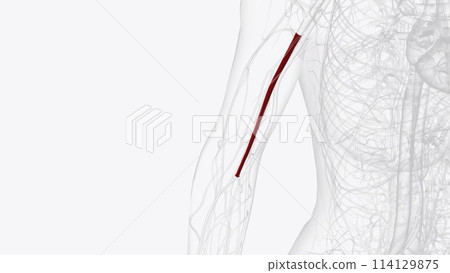 The brachial artery runs along the front part of your bicep 114129875