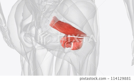 Lateral rotatcr muscles of right hip Lateral rotatcr muscles of right hip 114129881