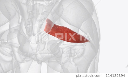 The piriformis muscle is a flat, pyramidally-shaped muscle in the gluteal region of the lower limbs The piriformis muscle is a flat, pyramidally-shaped muscle in the gluteal region of the lower limbs 114129894