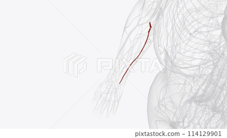 The ulnar artery is the main blood vessel, with oxygenated blood, of the medial aspects of the forearm The ulnar artery is the main blood vessel, with oxygenated blood, of the medial aspects of the forearm 114129901