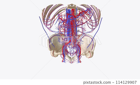 The cardiovascular system consists of the heart, arteries, veins, and capillaries The cardiovascular system consists of the heart, arteries, veins, and capillaries 114129907