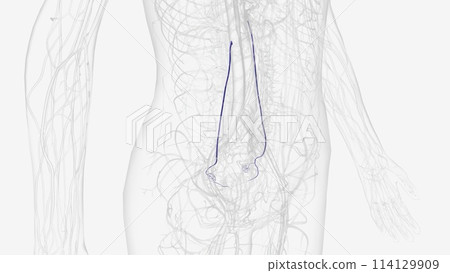 Each ovarian vein drains the deoxygenated venous blood from the region of the corresponding ovary in the pelvis Each ovarian vein drains the deoxygenated venous blood from the region of the corresponding ovary in the pelvis 114129909