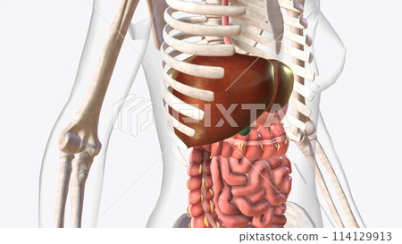 The liver is a large organ in the abdomen that performs many important bodily functions, including blood filtering The liver is a large organ in the abdomen that performs many important bodily functions, including blood filtering 114129913