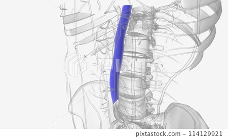 he inferior vena cava (IVC) is the largest vein of the human body he inferior vena cava (IVC) is the largest vein of the human body 114129921