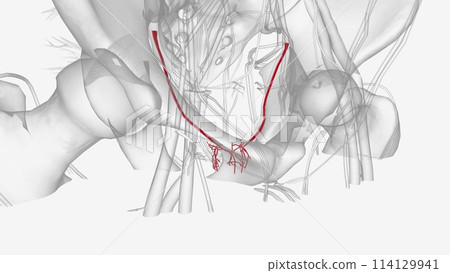 The inferior vesical artery branches at the fundus to give supply to the bladder fundus and trigone as well as adjacent ureters The inferior vesical artery branches at the fundus to give supply to the bladder fundus and trigone as well as adjacent ureters 114129941