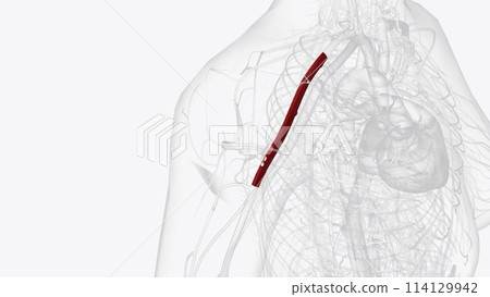 the axillary artery is a large blood vessel that conveys oxygenated blood to the lateral aspect of the thorax, the axilla the axillary artery is a large blood vessel that conveys oxygenated blood to the lateral aspect of the thorax, the axilla 114129942