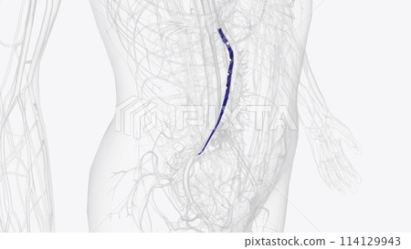 The superior mesenteric vein (SMV) originates in the right iliac fossa and receives venous blood from the terminal ileum, cecum The superior mesenteric vein (SMV) originates in the right iliac fossa and receives venous blood from the terminal ileum, cecum 114129943