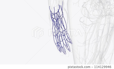 Veins of right hand and wrist 114129946