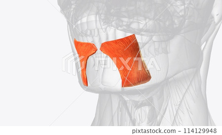 Depressor labii inferioris is a paired facial muscle located in the chin region of the face Depressor labii inferioris is a paired facial muscle located in the chin region of the face 114129948