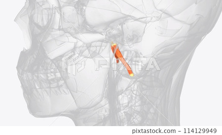 The Rectus capitis anterior is a short, flat muscle, situated immediately behind the upper part of the Longus capitis The Rectus capitis anterior is a short, flat muscle, situated immediately behind the upper part of the Longus capitis 114129949