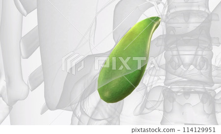 Your gallbladder is a small, pear-shaped organ in your upper right abdomen Your gallbladder is a small, pear-shaped organ in your upper right abdomen 114129951