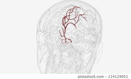 Left anterior cerebral artery and branches Left anterior cerebral artery and branches 114129952