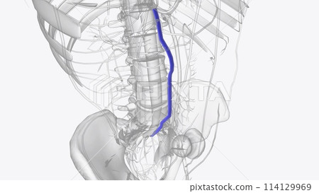 The superior mesenteric vein (SMV) originates in the right iliac fossa and receives venous blood from the terminal ileum, cecum The superior mesenteric vein (SMV) originates in the right iliac fossa and receives venous blood from the terminal ileum, cecum 114129969
