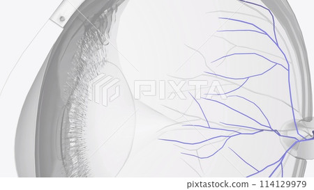 Similarly, ophthalmic veins (vortex veins) and a central retinal vein drain blood from the eye 114129979