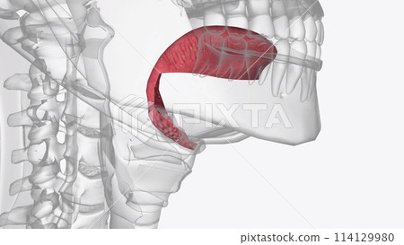 The tongue is a muscular organ in the mouth of a typical tetrapod 114129980
