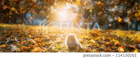 Young Red Puppy Pomeranian Spitz Puppy Dog Sitting Outdoor In Autumn Grass 114130201