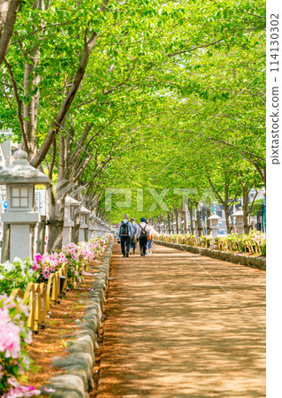 [神奈川縣]新綠鎌倉彈勝鎌倉八幡宮神社 114130302