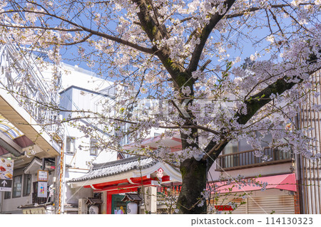 京都,新京極六角公園,六君廣場前的櫻花 京都,新京極六角公園,六君廣場前的櫻花 114130323