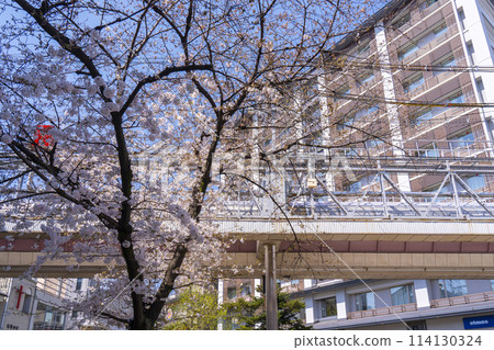 京都,新京極六角公園,六君廣場前的櫻花 京都,新京極六角公園,六君廣場前的櫻花 114130324