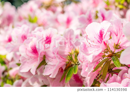 後巷杜鵑花盛開 114130398