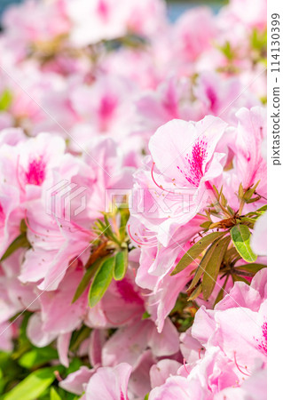 後巷杜鵑花盛開 114130399