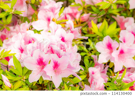 後巷杜鵑花盛開 114130400