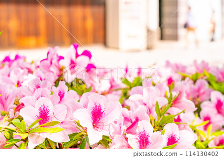 後巷杜鵑花盛開 114130402