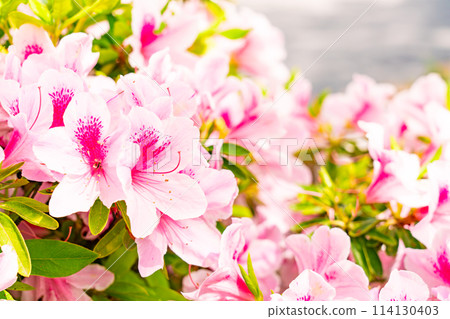 後巷杜鵑花盛開 114130403