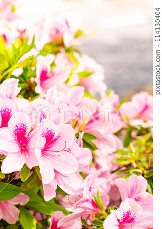 後巷杜鵑花盛開 114130404