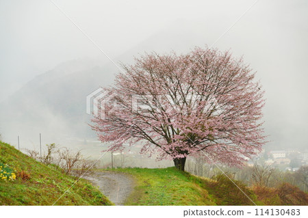 A single cherry tree on a misty plain A single cherry tree on a misty plain 114130483