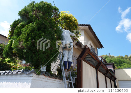 Pruning work of garden tree Pruning work of garden tree 114130493