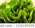 fresh green salad leaves 114130559