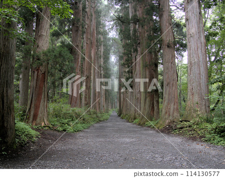 A path lined with cedar trees, Togakushi, Nagano City, Nagano Prefecture A path lined with cedar trees, Togakushi, Nagano City, Nagano Prefecture 114130577