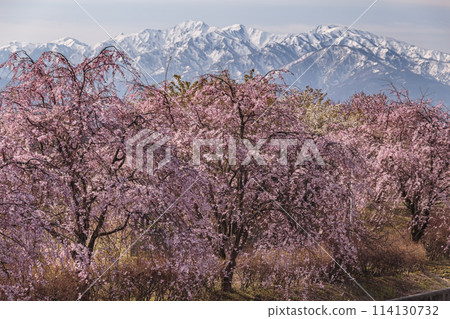 Weeping cherry blossoms blooming against the backdrop of the snow-capped Tateyama mountain range 114130732