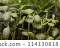 Sunflower sprouts, healthy eating. 114130818