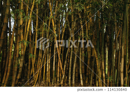 Lanscape of bamboo tree in tropical rainforest, hawaii Lanscape of bamboo tree in tropical rainforest, hawaii 114130840