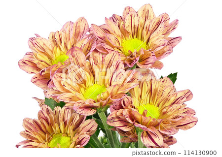 【菊花SP媽媽橘子】(深度構圖) 【菊花SP媽媽橘子】(深度構圖) 114130900