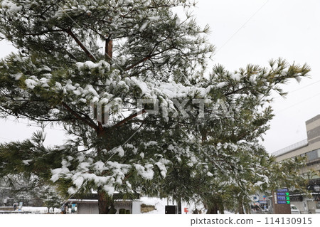 雪域景觀 114130915