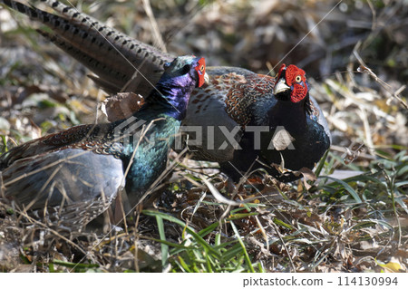 一隻羽毛美麗的雄性雉雞在一場領土爭端中險些失手。 114130994