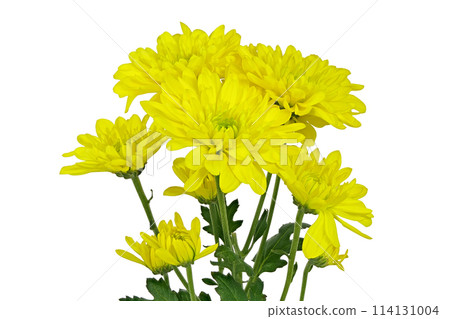 [Chrysanthemum SP Mum Yellow] (depth composition) 114131004