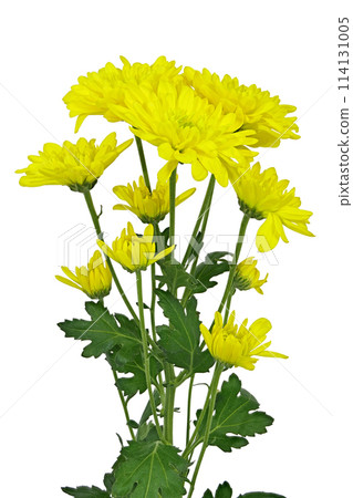 [Chrysanthemum SP Mum Yellow] (depth composition) 114131005