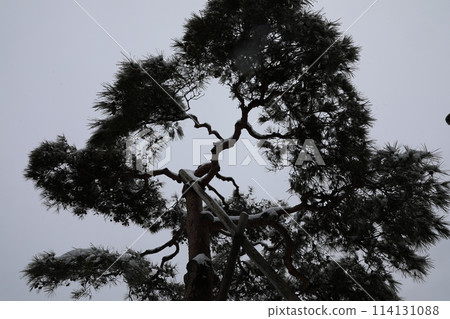 pine pine 114131088